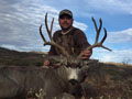 Mule Deer