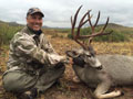 Mule Deer