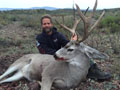 Mule Deer