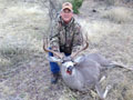 Mule Deer