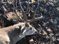 Mule Deer