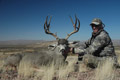 Mule Deer