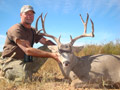 Mule Deer