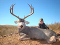 Mule Deer