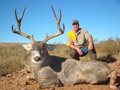 Mule Deer