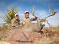 Mule Deer