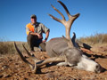 Mule Deer