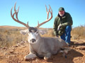 Mule Deer