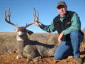 Mule Deer