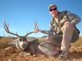 Mule Deer