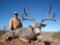 Mule Deer