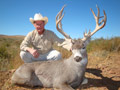 Mule Deer