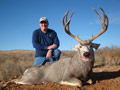 Mule Deer