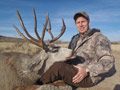 Mule Deer