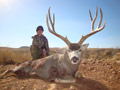 Mule Deer