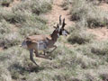 Pronghorn