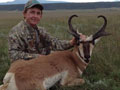 Pronghorn