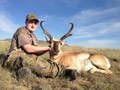 Pronghorn