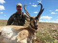 Pronghorn