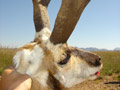 Pronghorn