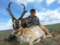 Pronghorn