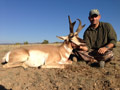 Pronghorn