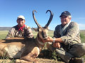 Pronghorn