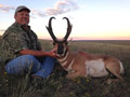 Pronghorn