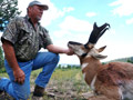 Pronghorn