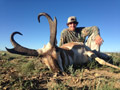 Pronghorn