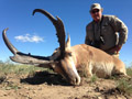 Pronghorn