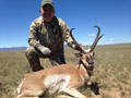 Pronghorn