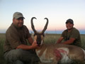 Pronghorn