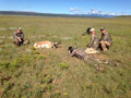 Pronghorn