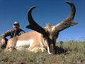 Pronghorn