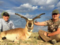 Pronghorn