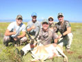 Pronghorn