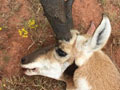 Pronghorn