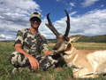 Pronghorn