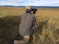 Pronghorn