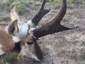 Pronghorn