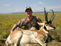 Pronghorn