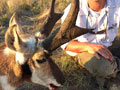 Pronghorn