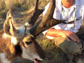 Pronghorn