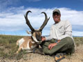 Pronghorn