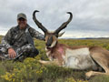 Pronghorn