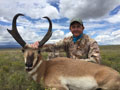 Pronghorn