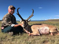 Pronghorn