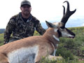 Pronghorn