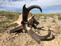 Pronghorn